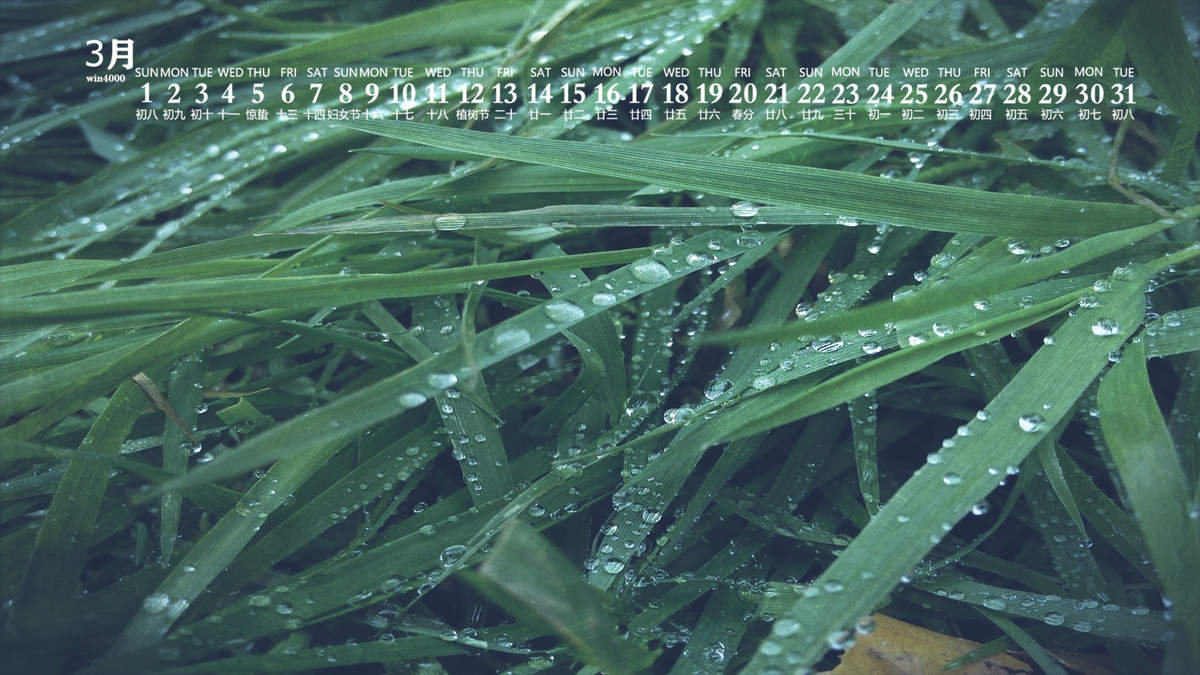 唯美清新绿色植物花卉高清摄影素材图片欣赏图片