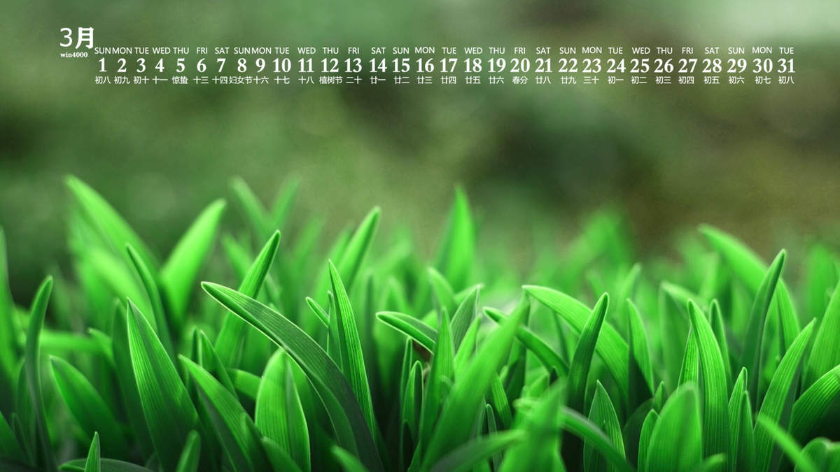绿色植物图片