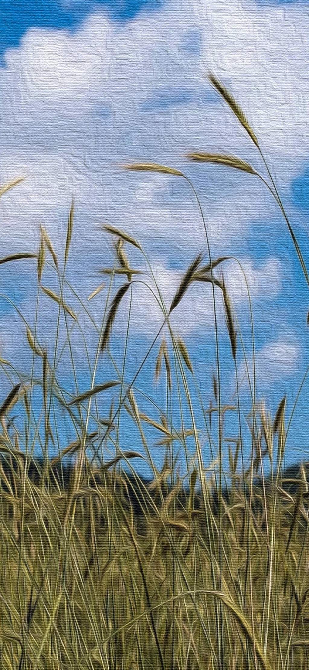 清新麦田风景手机壁纸图片