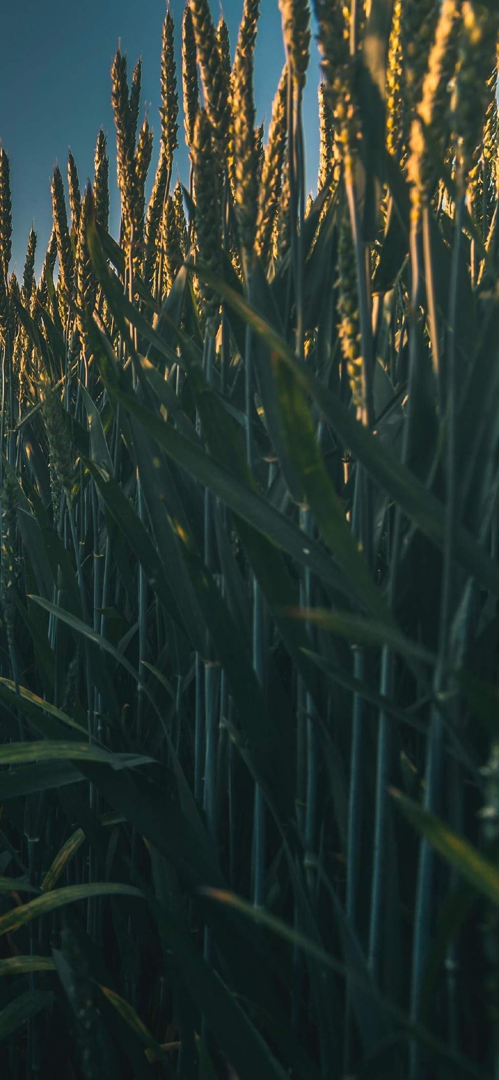 清新麦田风景手机壁纸图片