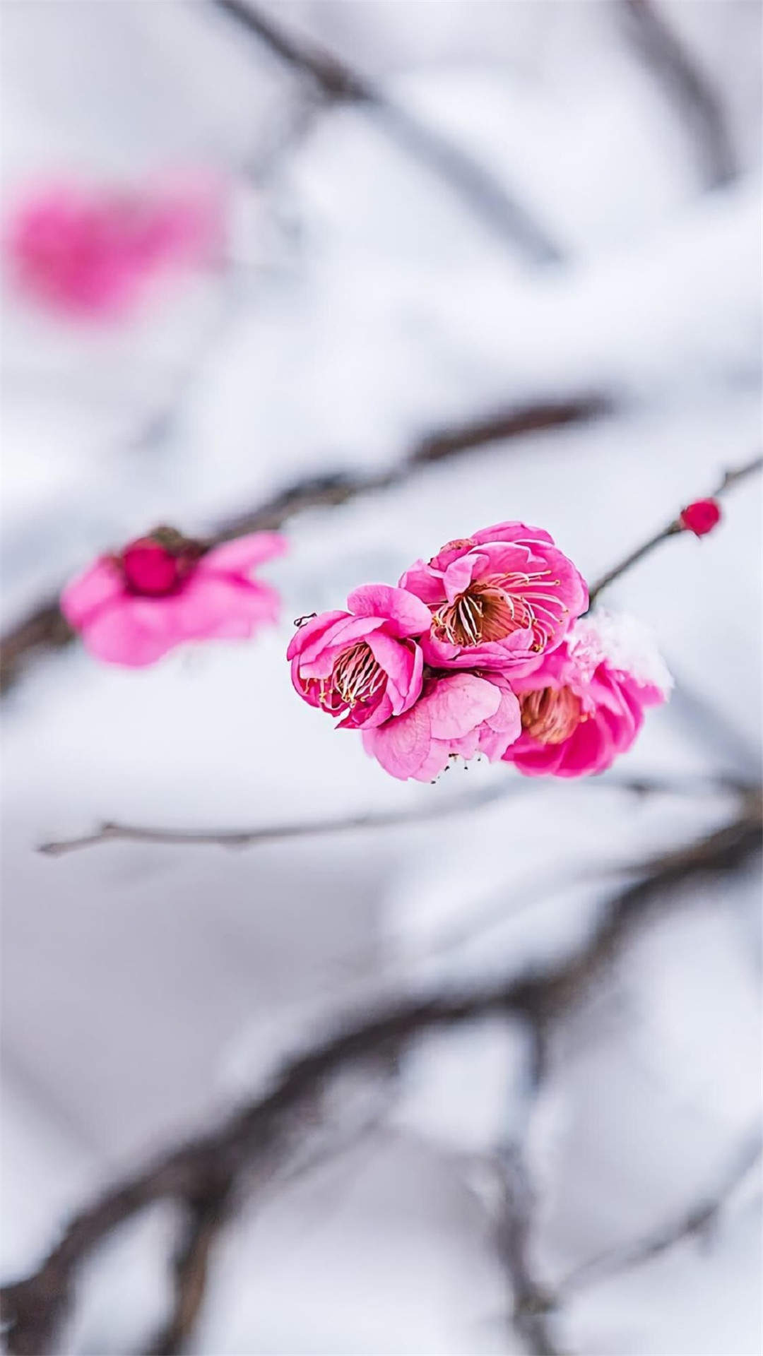 阳春三月绽放的梅花 高清梅花摄影图片欣赏图片