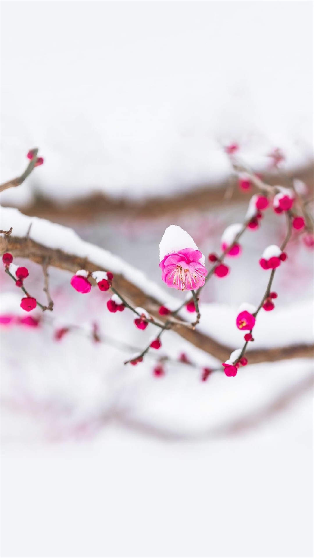 阳春三月绽放的梅花 高清梅花摄影图片欣赏图片