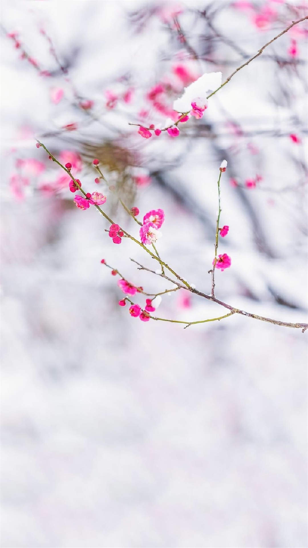 阳春三月绽放的梅花 高清梅花摄影图片欣赏图片