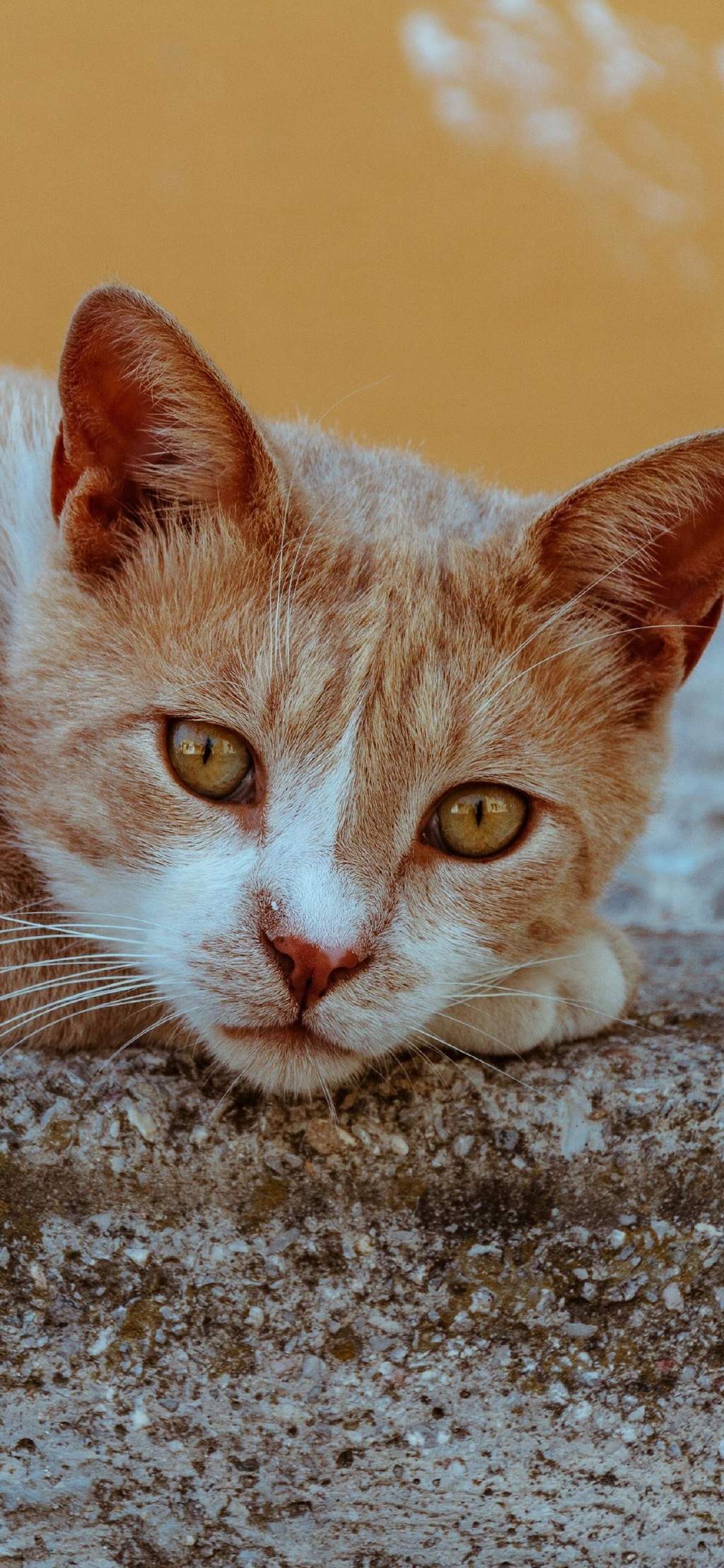 小猫图片