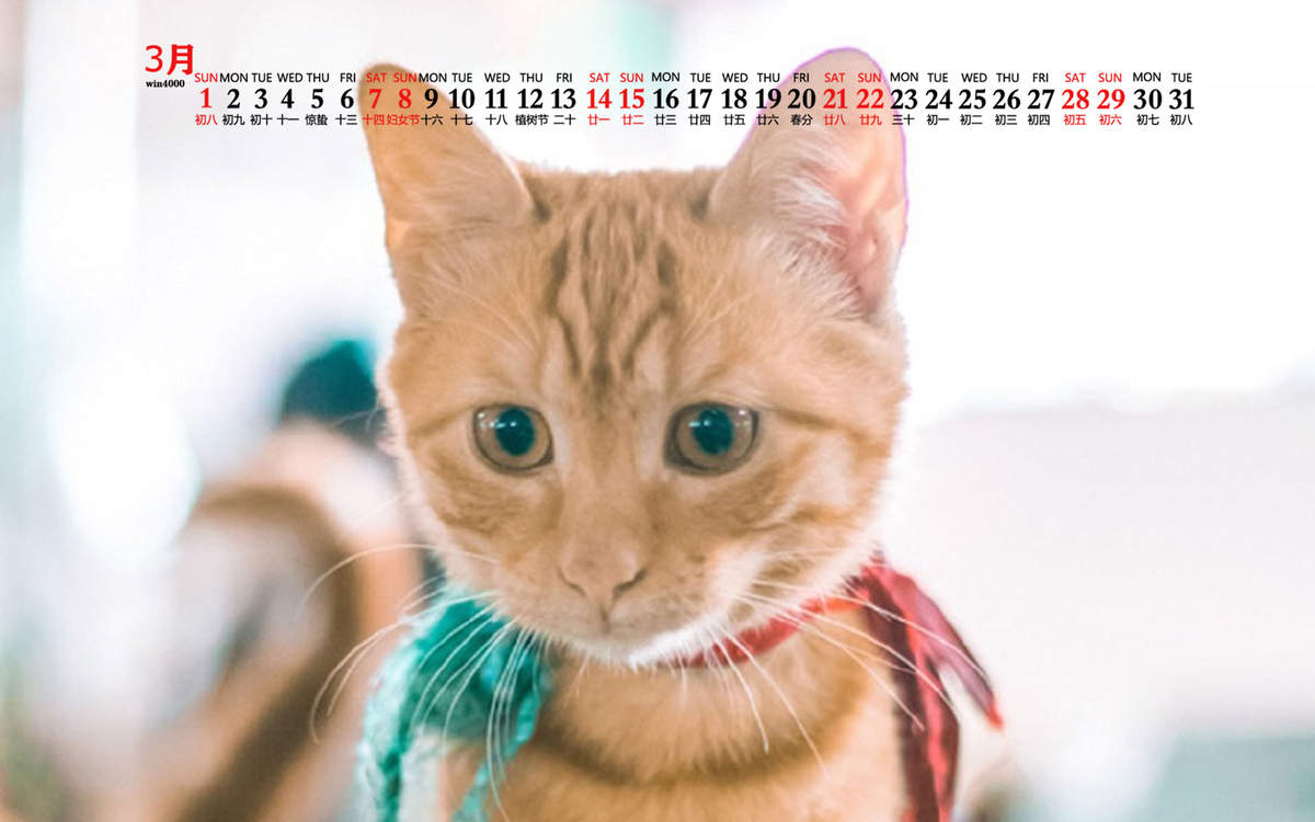 宠物搞笑图片：和植物一起生长的可爱猫咪图片图片