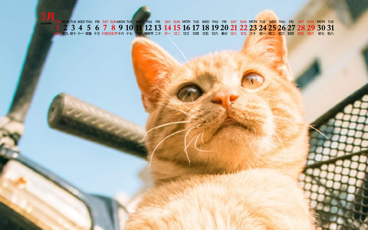宠物搞笑图片：和植物一起生长的可爱猫咪图片图片