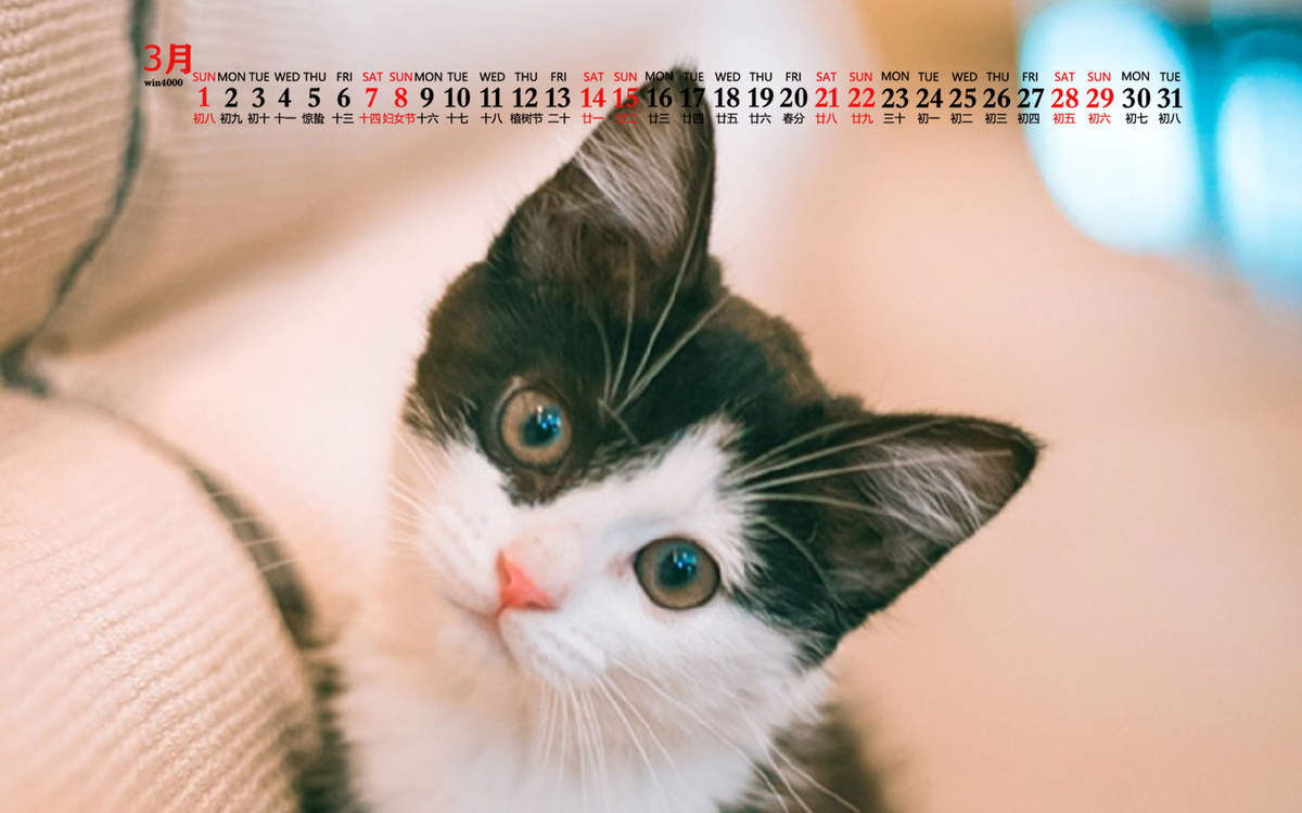 宠物搞笑图片：和植物一起生长的可爱猫咪图片图片