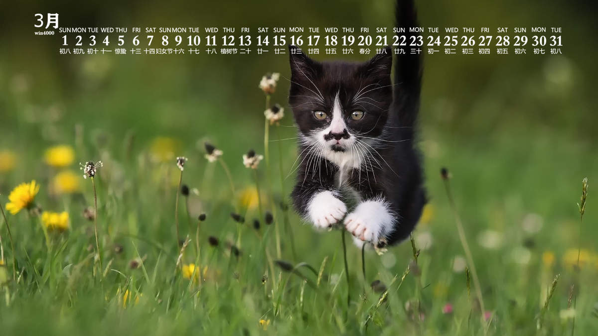 宠物搞笑图片：和植物一起生长的可爱猫咪图片图片