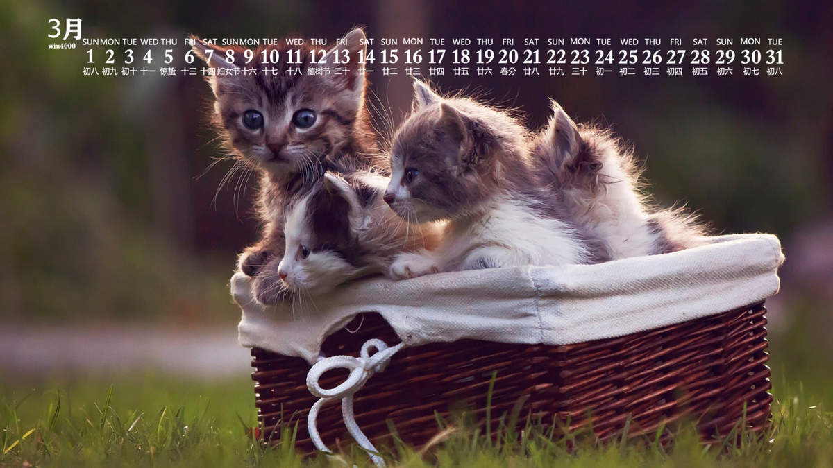 可爱猫咪图片图片