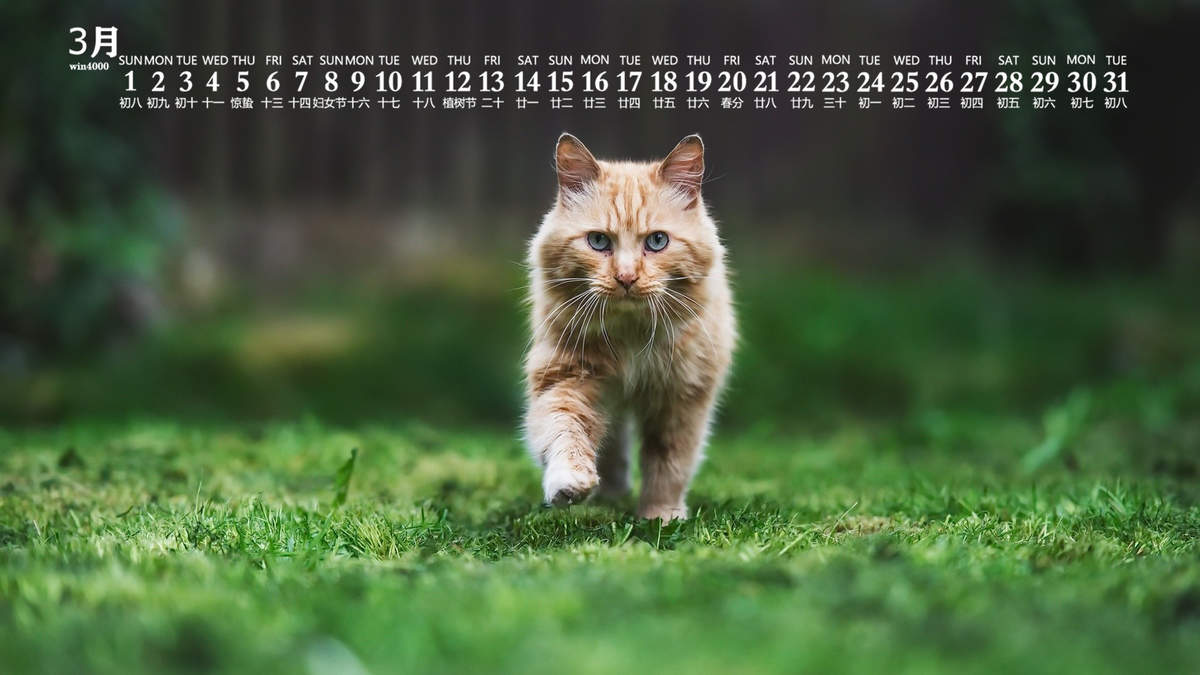 宠物搞笑图片：和植物一起生长的可爱猫咪图片图片