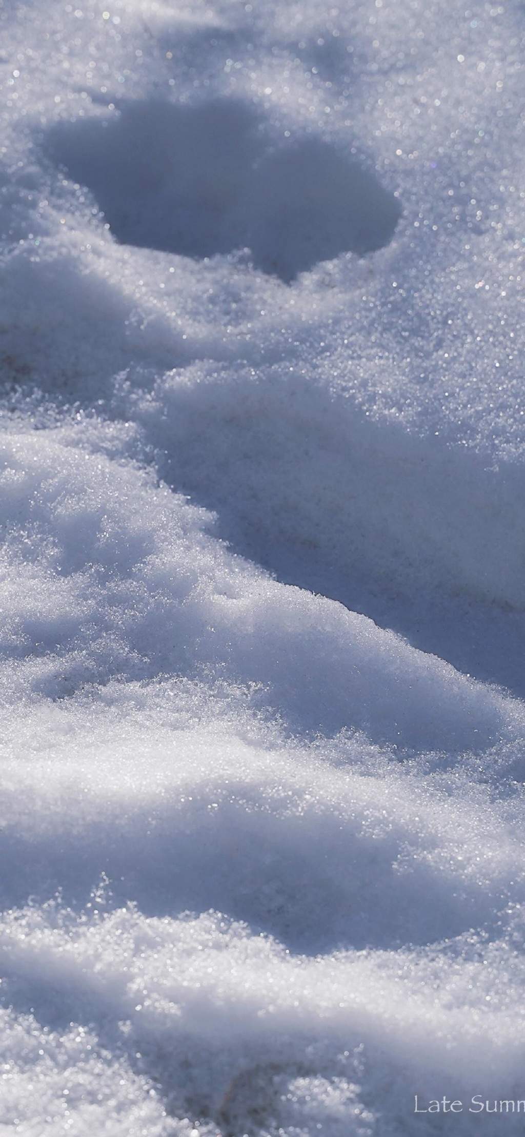王丽坤清纯靓丽雪景写真图片图片