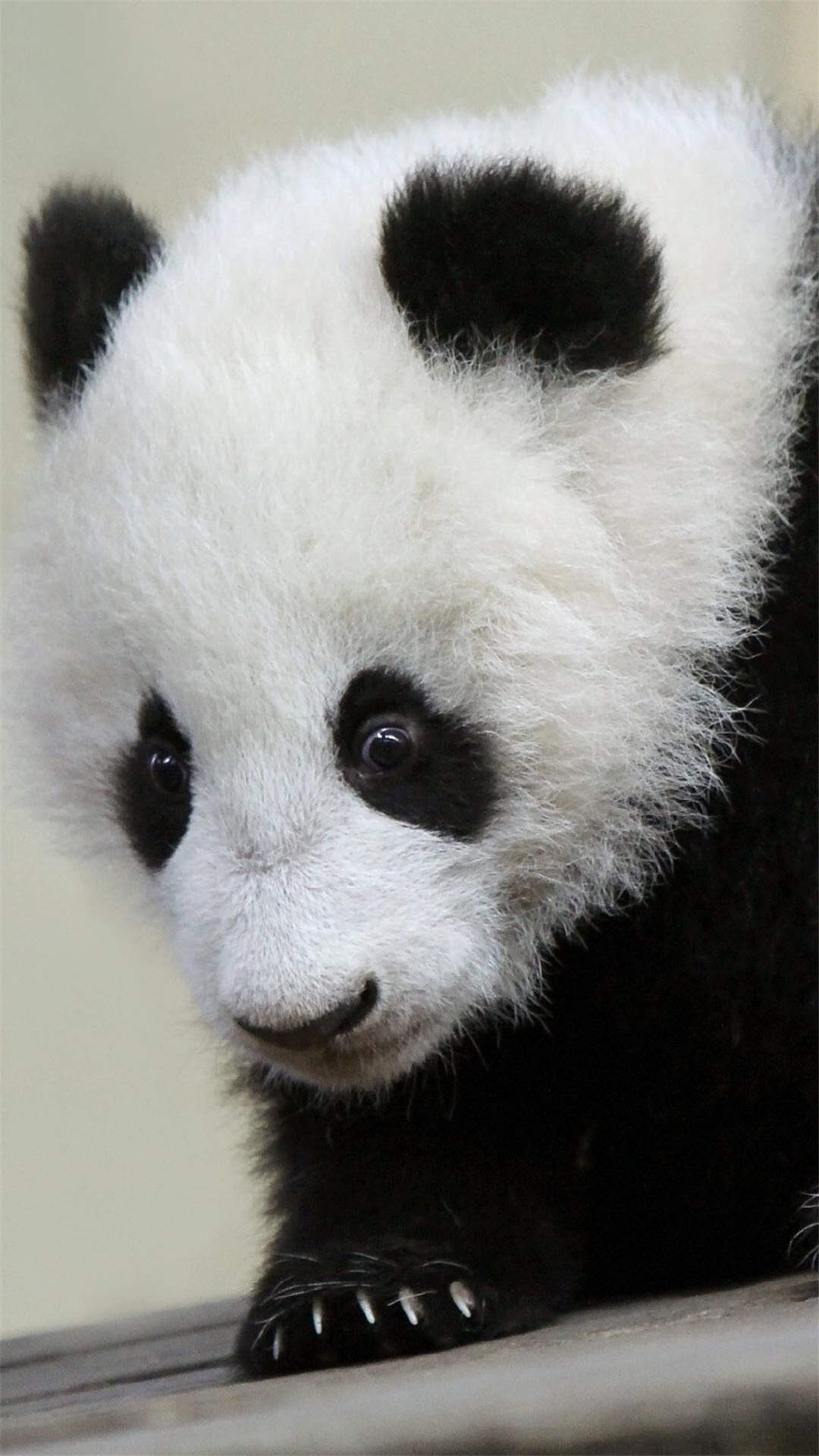 熊猫人打伞表情包图片图片