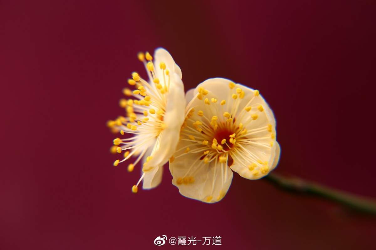 梅花图片