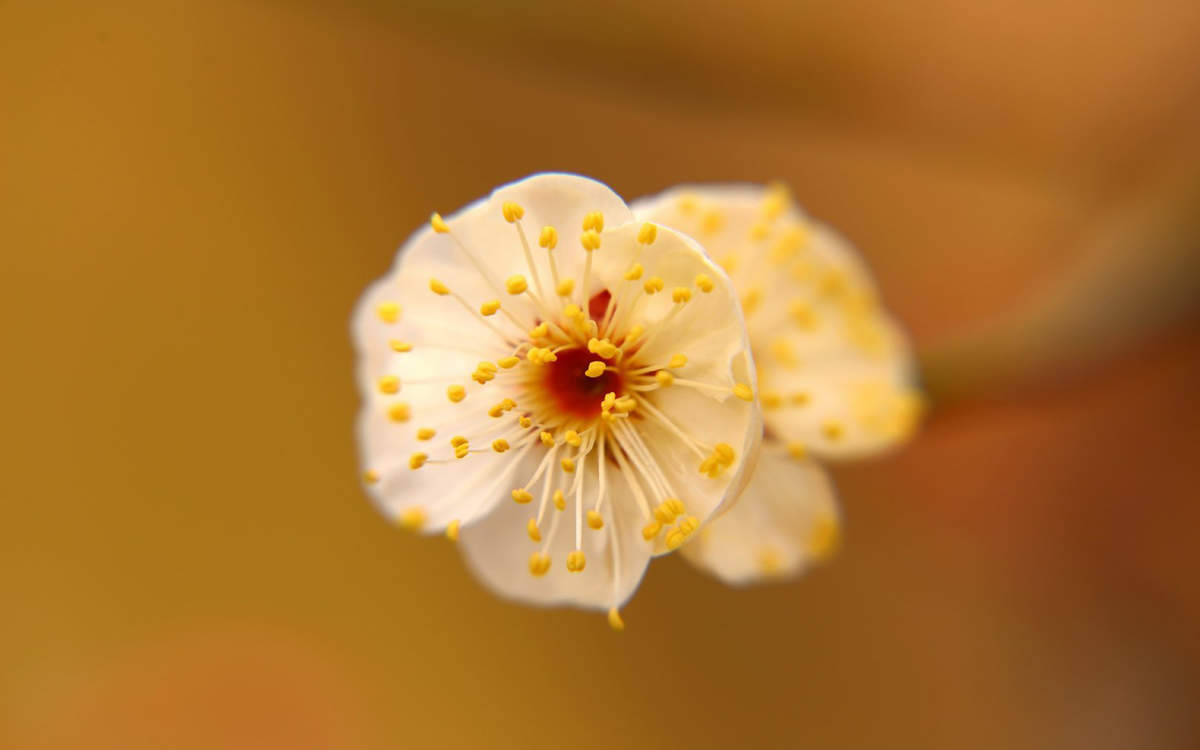 梅花图片