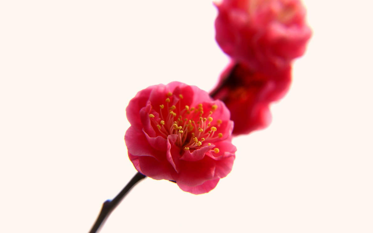 阳春三月绽放的梅花 高清梅花摄影图片欣赏图片