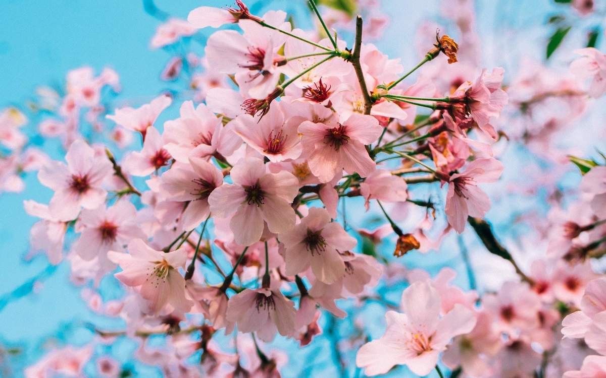 浪漫樱花养眼高清桌面壁纸图片