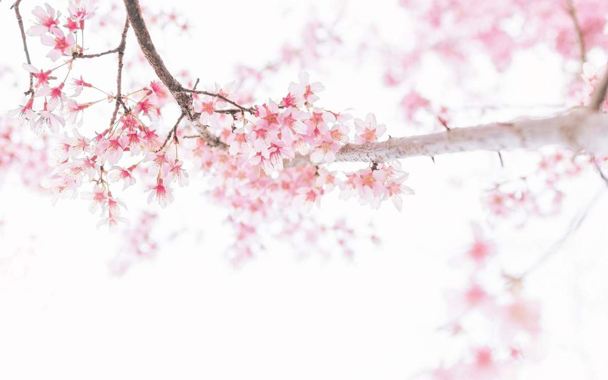樱花图片图片