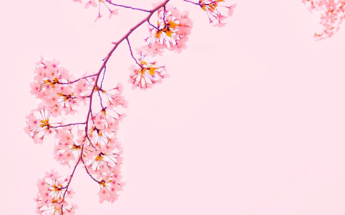 樱花图片图片
