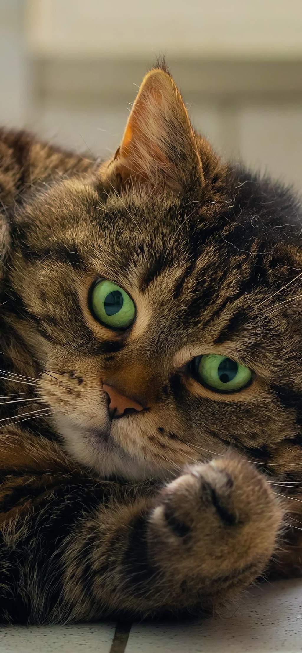 现代生活对猫产生的变化图片