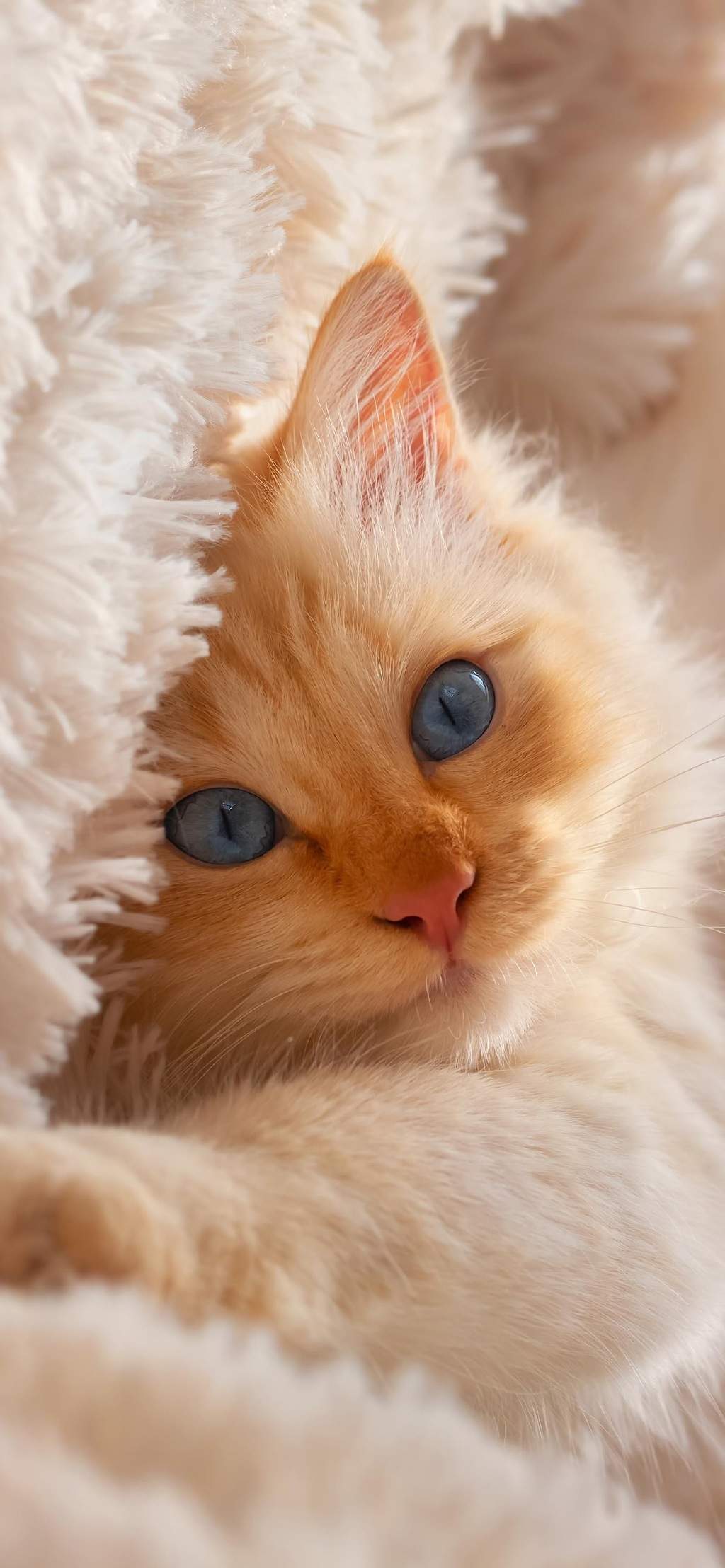 可爱萌宠猫咪图片 卖萌清新的小猫咪头像图片 喵星人头像图片图片