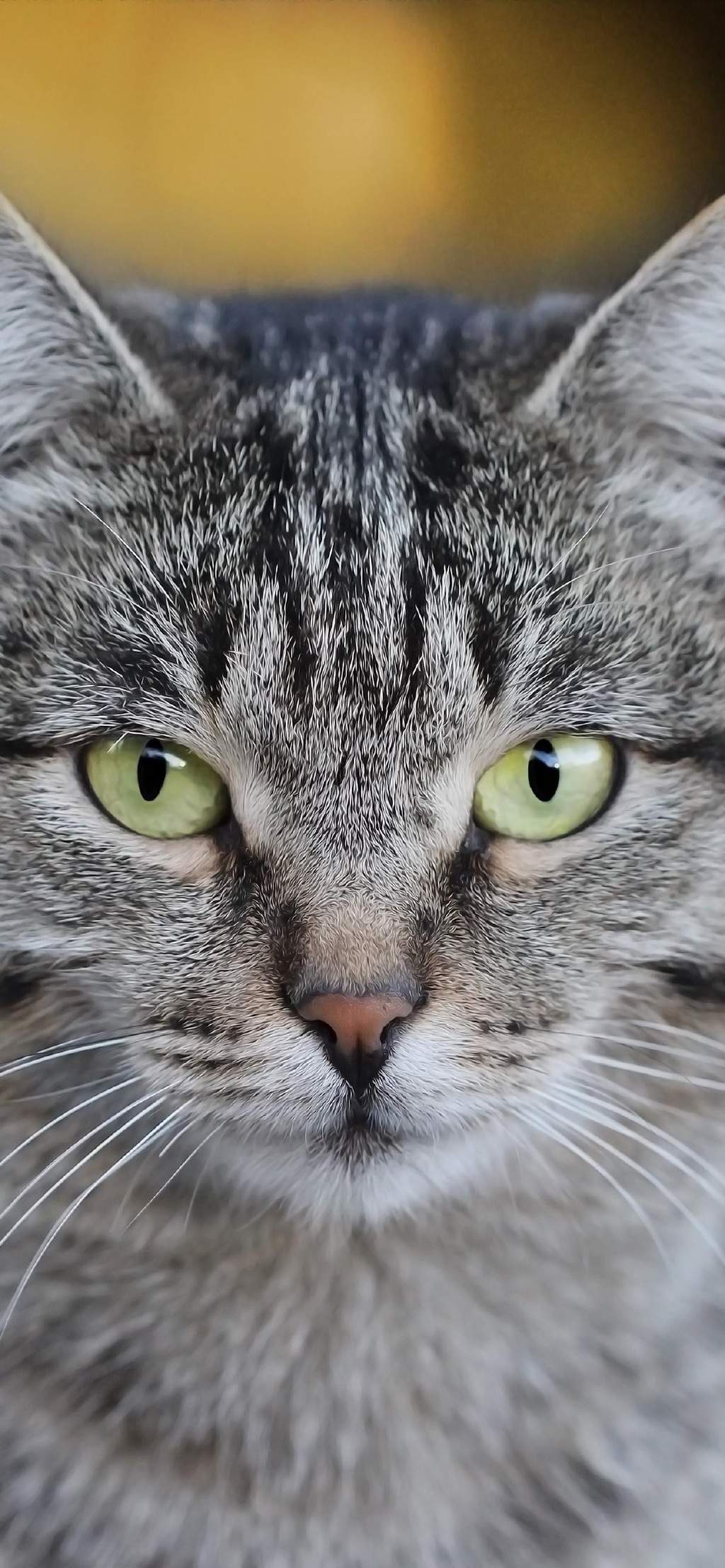 现代生活对猫产生的变化图片