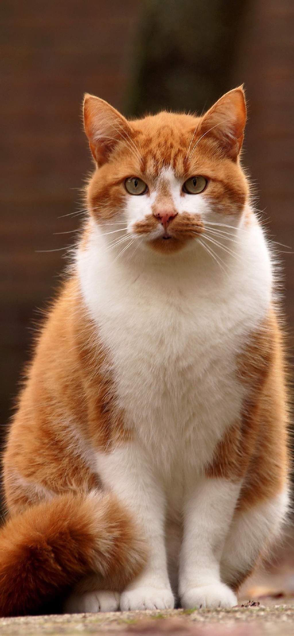 现代生活对猫产生的变化图片
