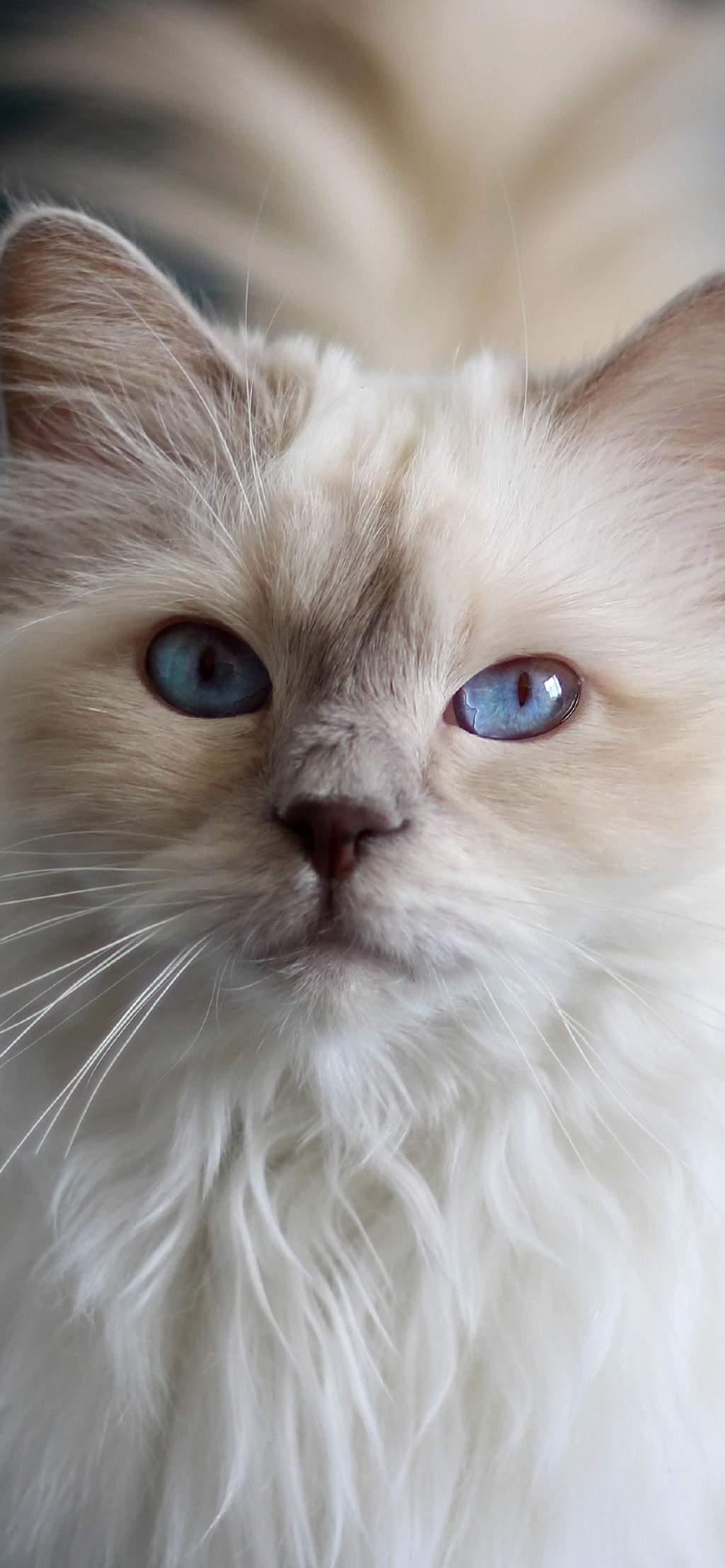 可爱萌宠猫咪图片 卖萌清新的小猫咪头像图片 喵星人头像图片图片