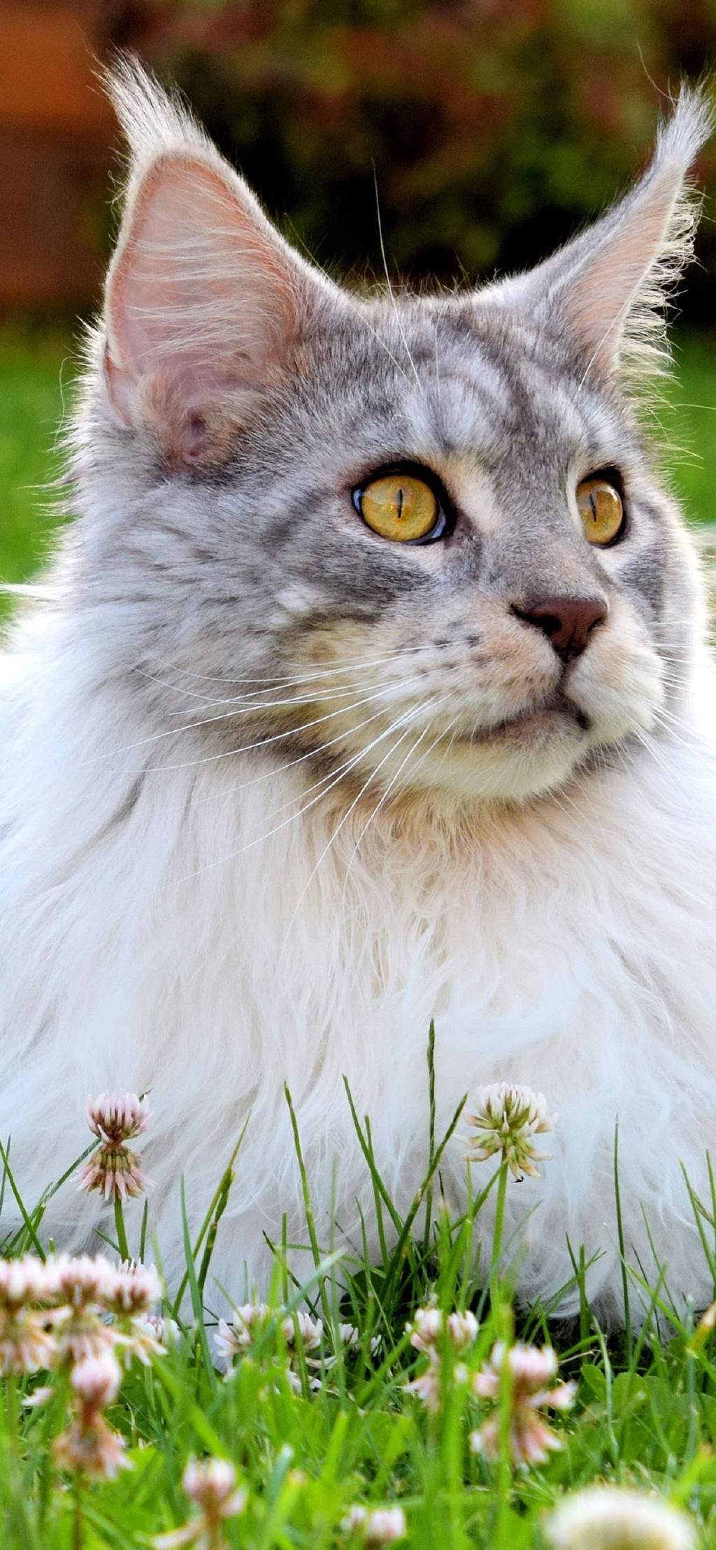 可爱萌宠猫咪图片 卖萌清新的小猫咪头像图片 喵星人头像图片图片