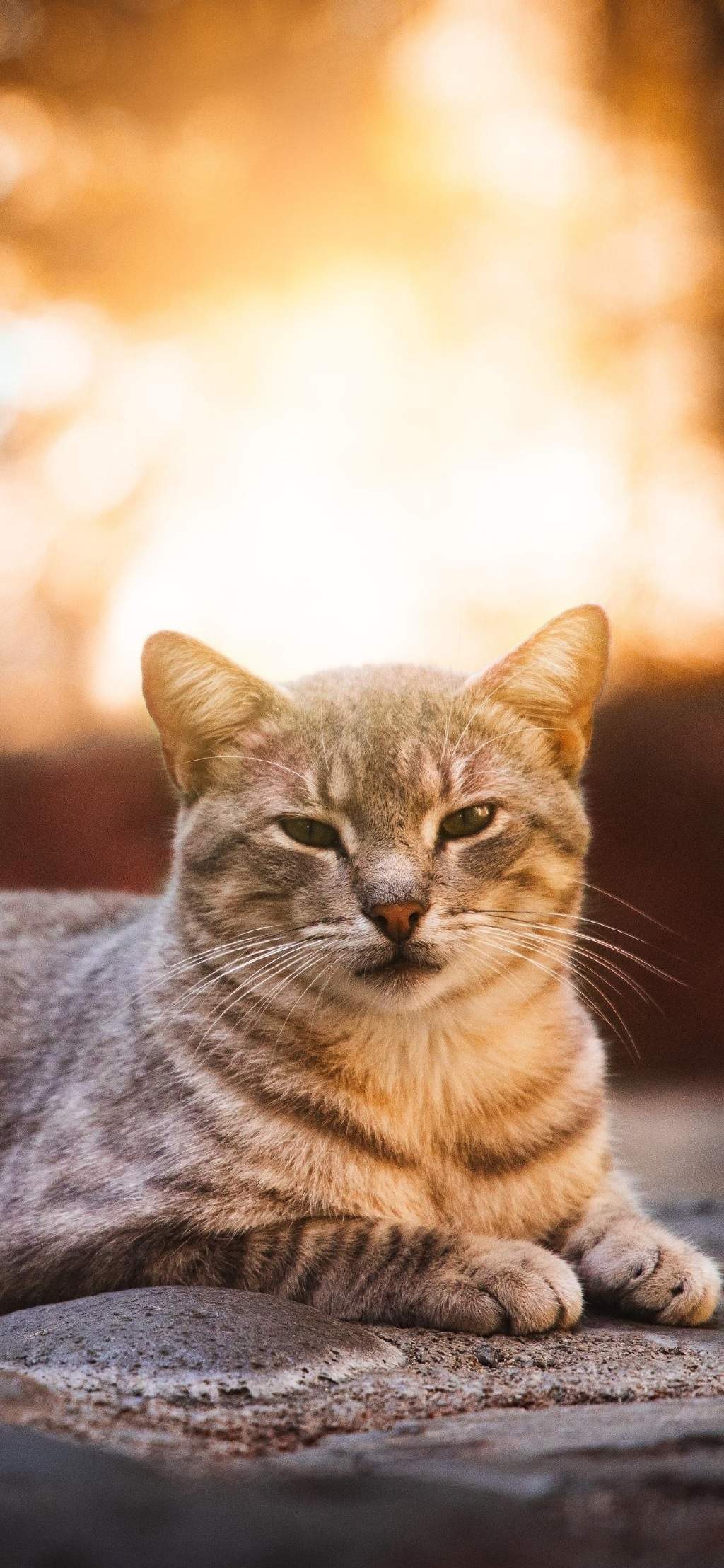 可爱萌宠猫咪图片 卖萌清新的小猫咪头像图片 喵星人头像图片图片