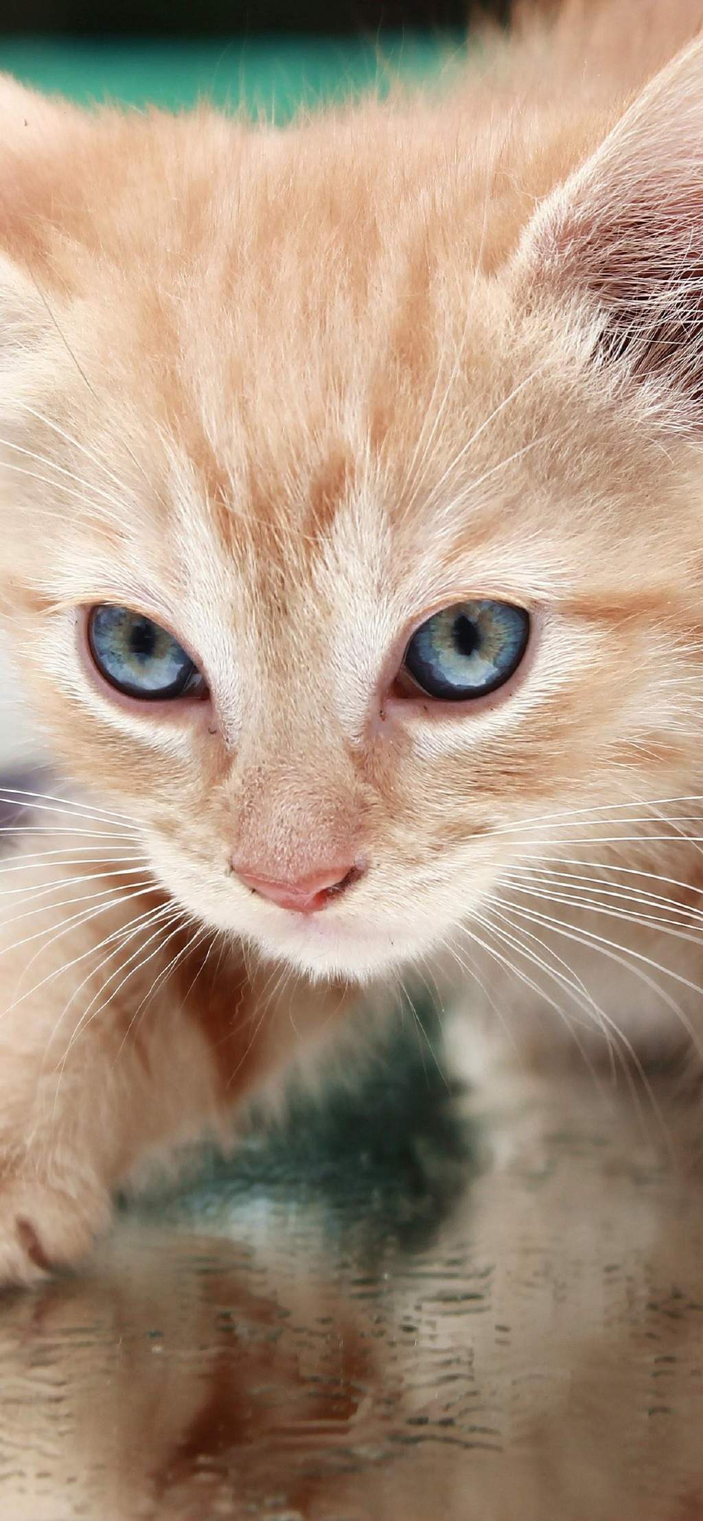 可爱萌宠猫咪图片 卖萌清新的小猫咪头像图片 喵星人头像图片图片