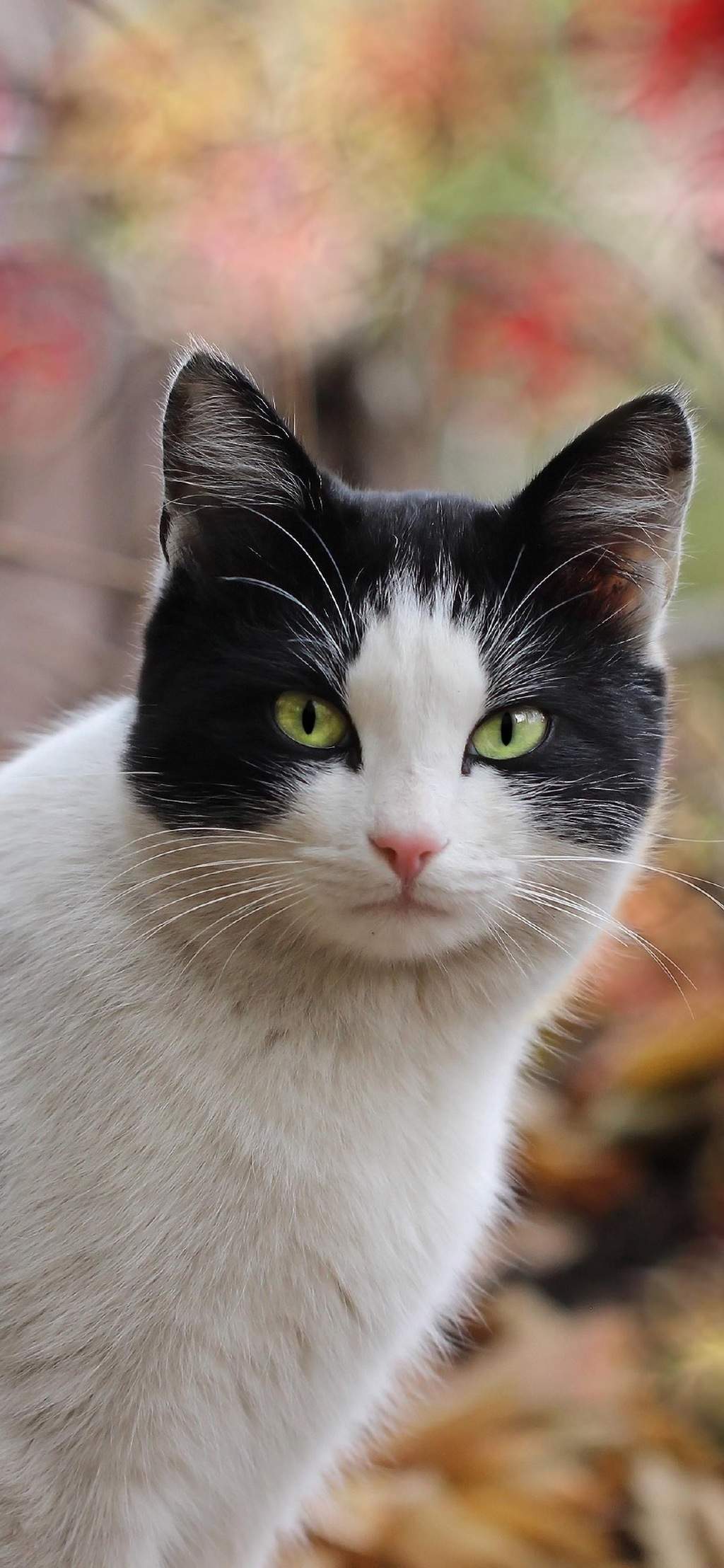 软萌可爱小猫咪高清桌面壁纸图片