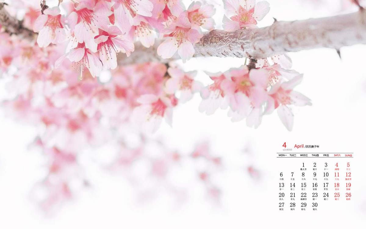 2020年4月浪漫樱花高清日历壁纸图片