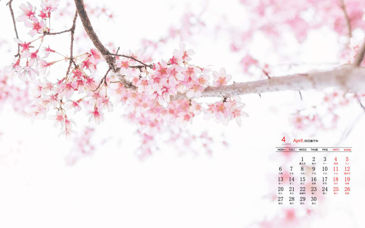樱花图片图片