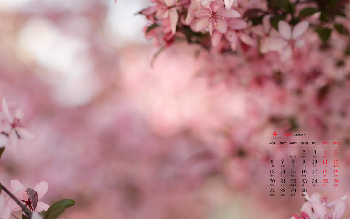 小清新白色樱花唯美摄影图片桌面壁纸图片