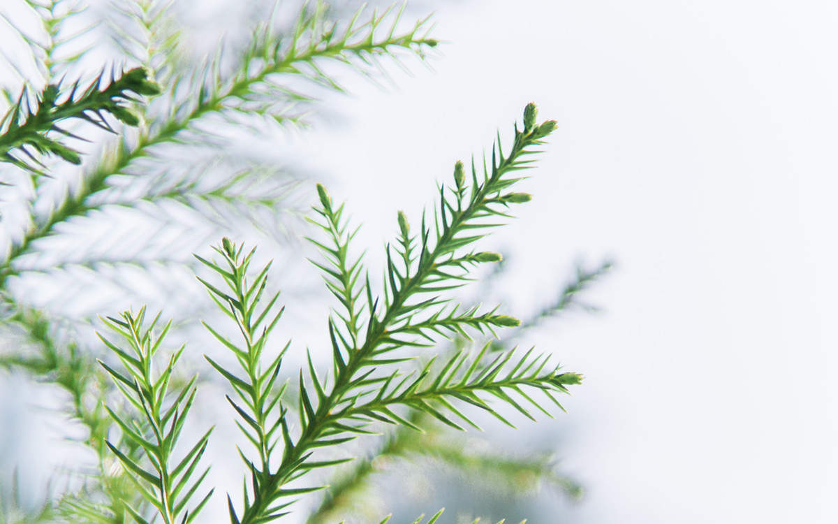 唯美清新绿色植物花卉高清摄影素材图片欣赏图片