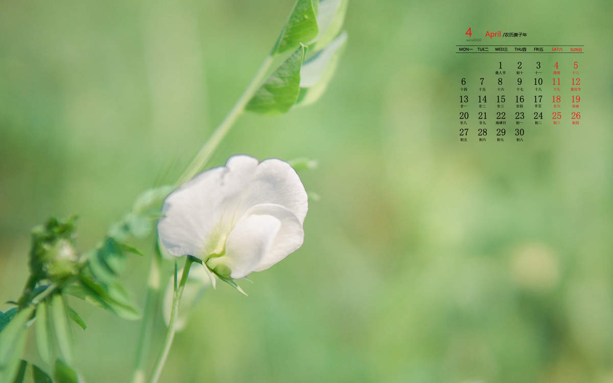 唯美清新绿色植物花卉高清摄影素材图片欣赏图片