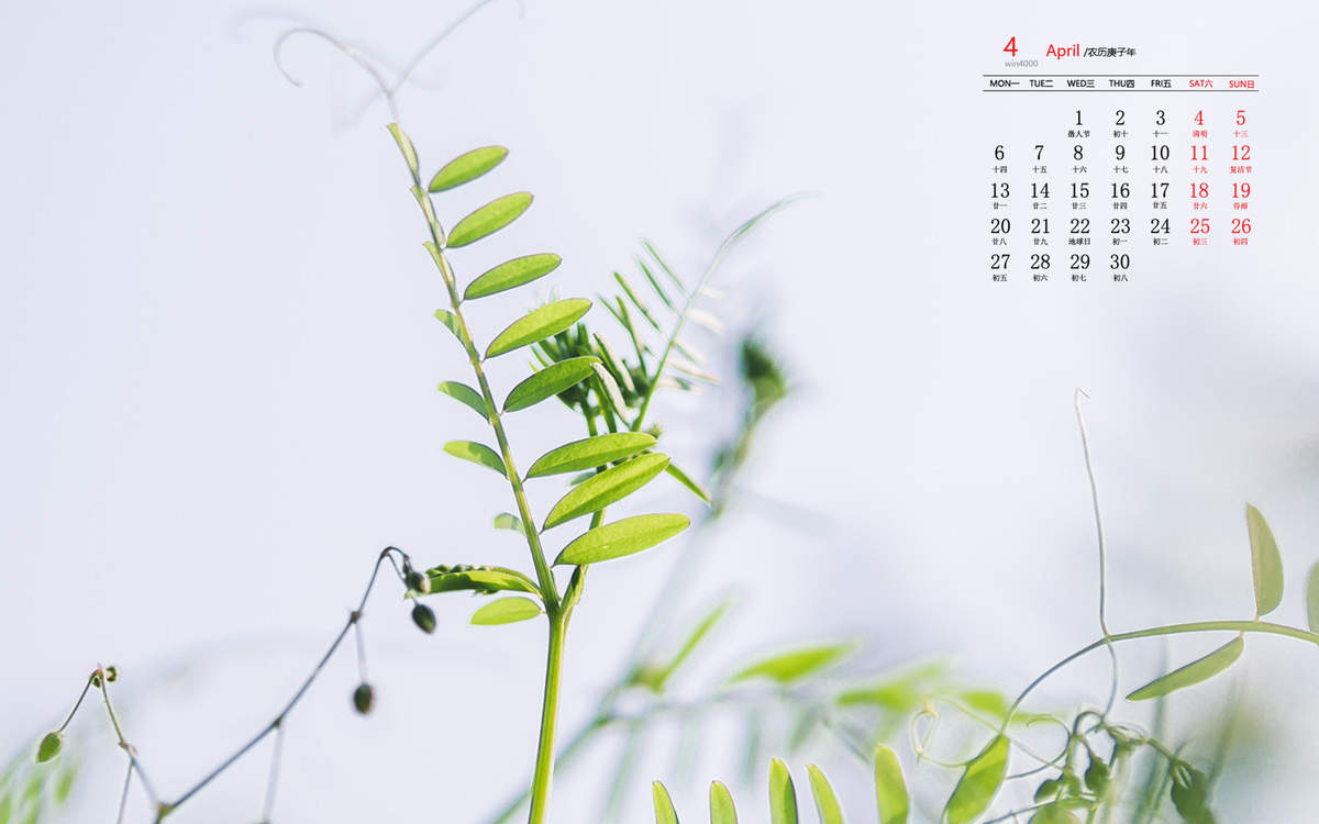 唯美清新绿色植物花卉高清摄影素材图片欣赏图片