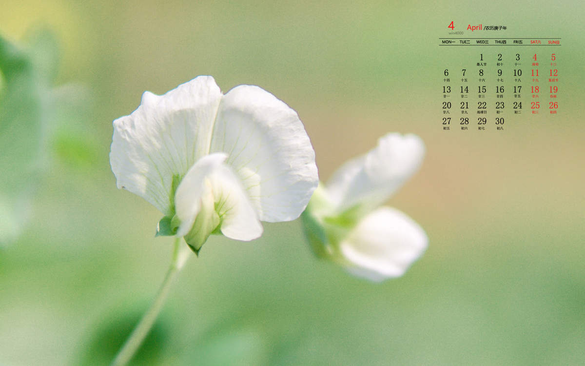 唯美清新绿色植物花卉高清摄影素材图片欣赏图片