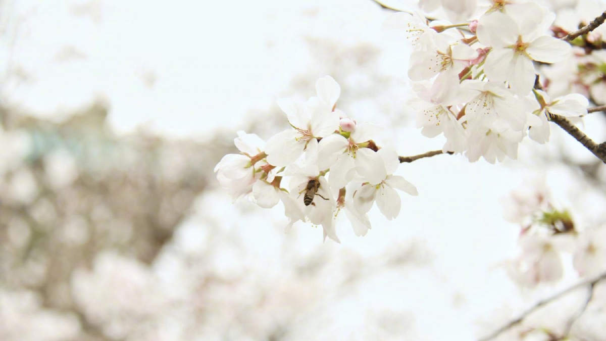 2019年4月春日唯美樱花高清日历壁纸图片