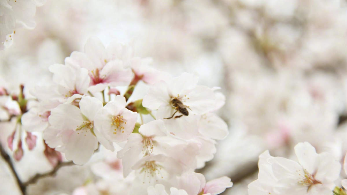 2019年4月春日唯美樱花高清日历壁纸图片