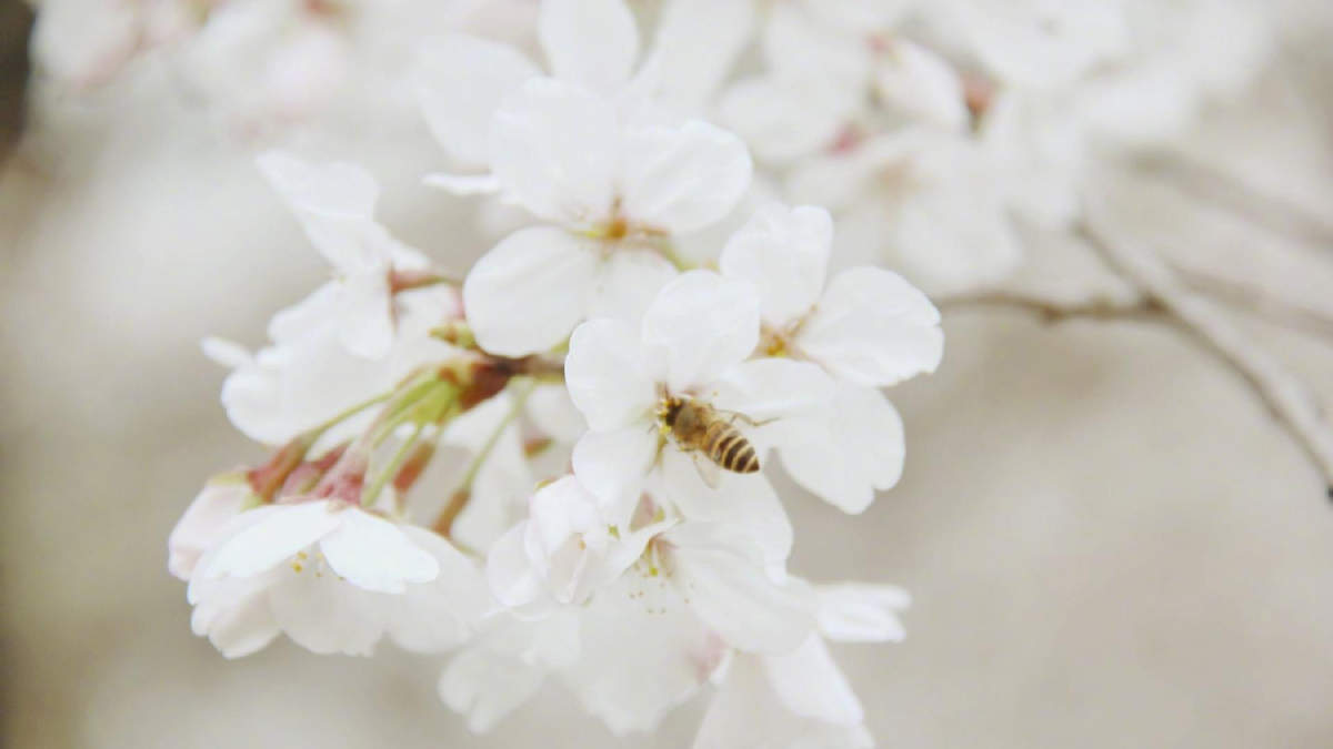 2019年4月春日唯美樱花高清日历壁纸图片