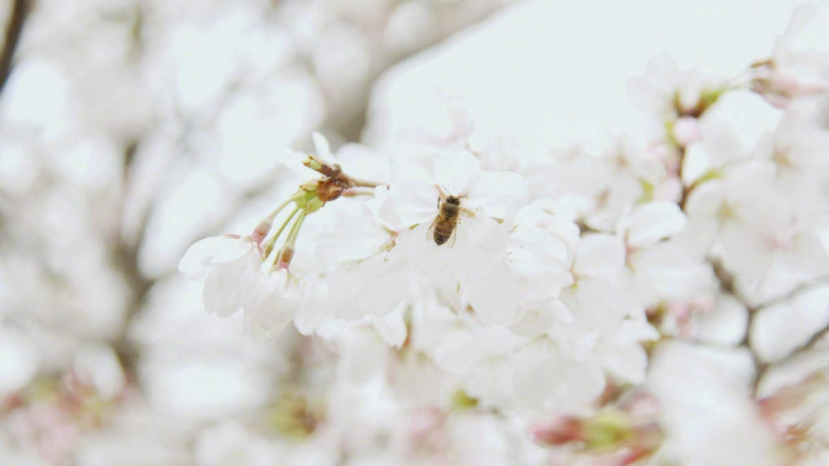 2019年4月春日唯美樱花高清日历壁纸图片