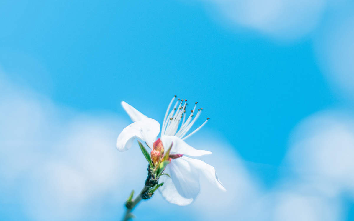佟丽娅裸色长裙清新淡雅写真图片图片