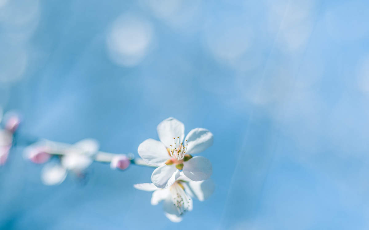 张静初清新淡雅写真图片图片