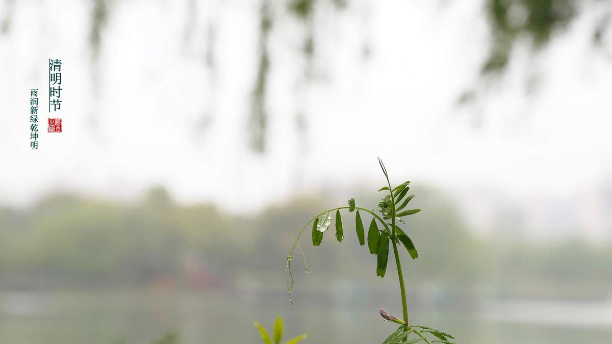 清明节唯美图文高清桌面壁纸图片