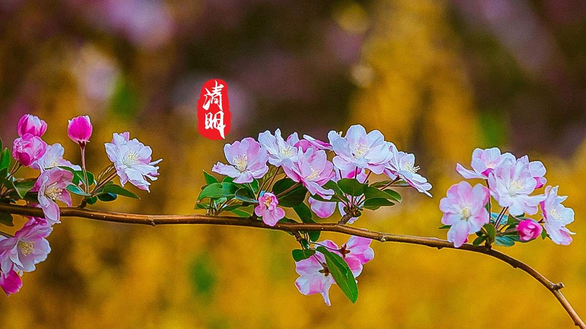 清明节唯美图文高清桌面壁纸图片