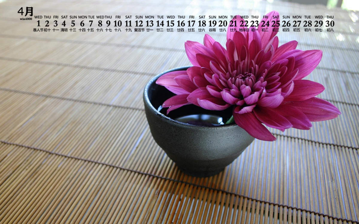 2020年4月唯美菊花图片日历壁纸图片