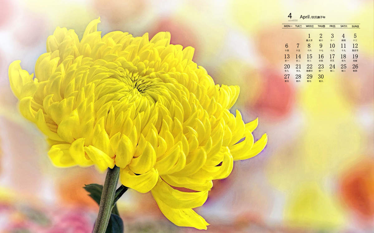 菊花图片