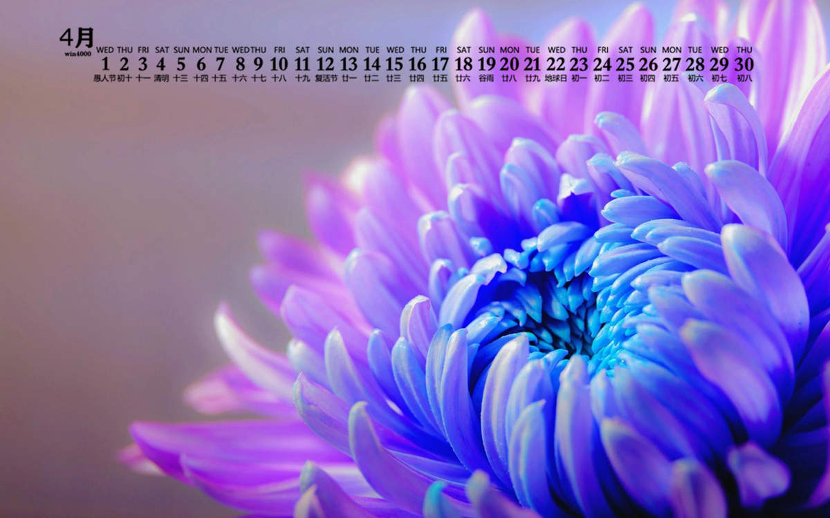 菊花图片