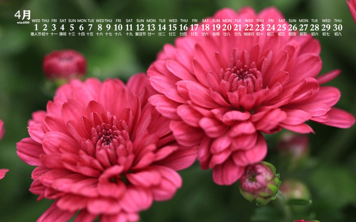 菊花图片